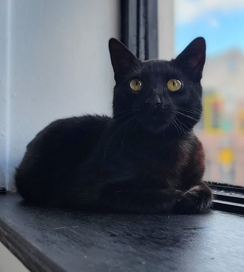 Binx looking at you while lounging on a window sill.
