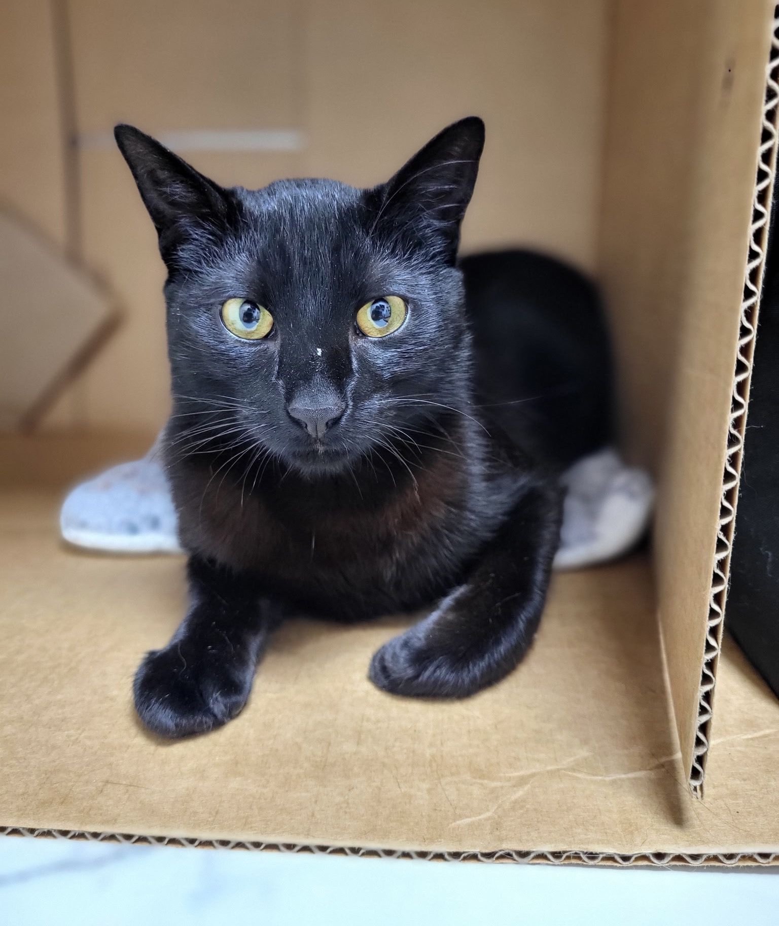 Binx watching you sheepishly from a cardboard box.