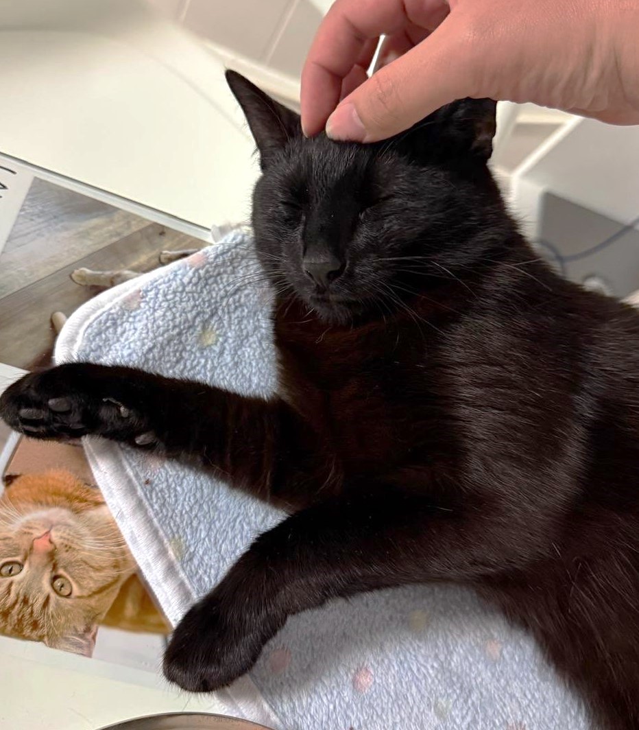 Binx receiving head scratches and closing his eyes happily.