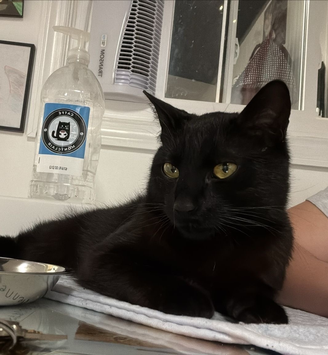 Binx looking to the side while lounging on a desk.