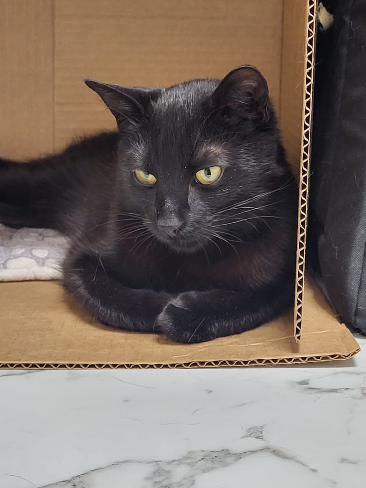 Binx contemplates something from inside a cardboard box.