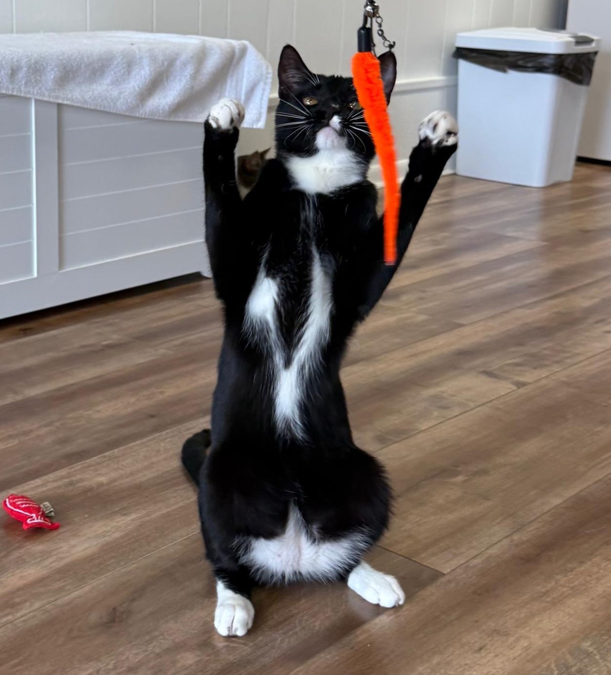 Darby standing on his hind legs playing with a toy.