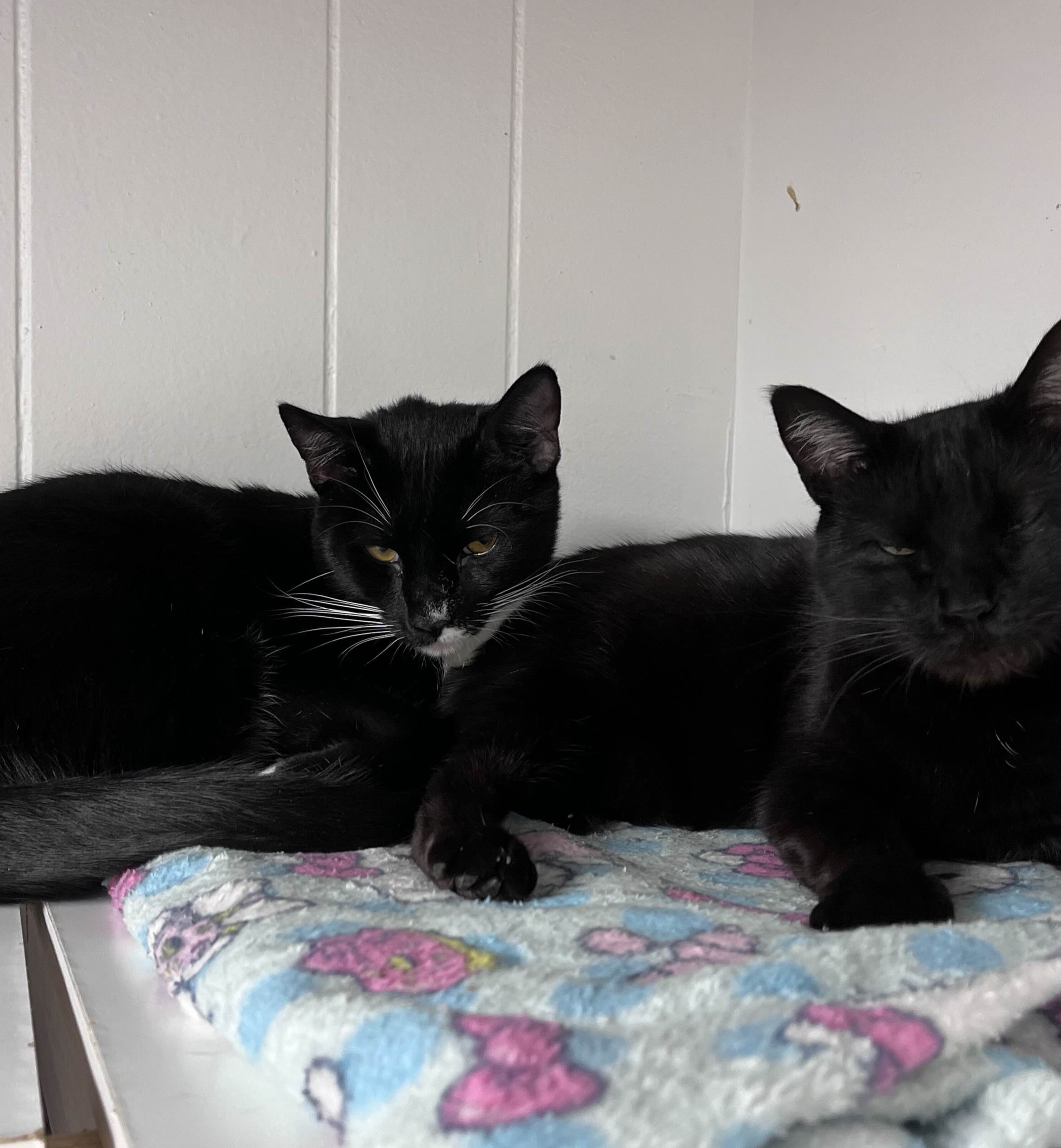 Darby curled up next to an all black cat (Stella).