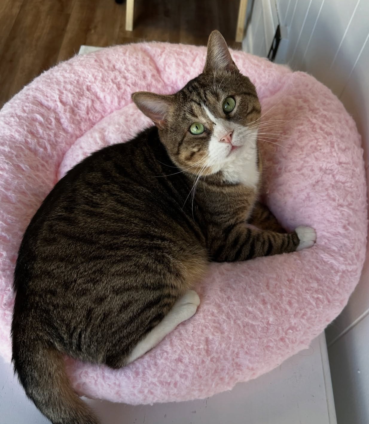 Gabriel looking up at you from a large fluffy pink bed.