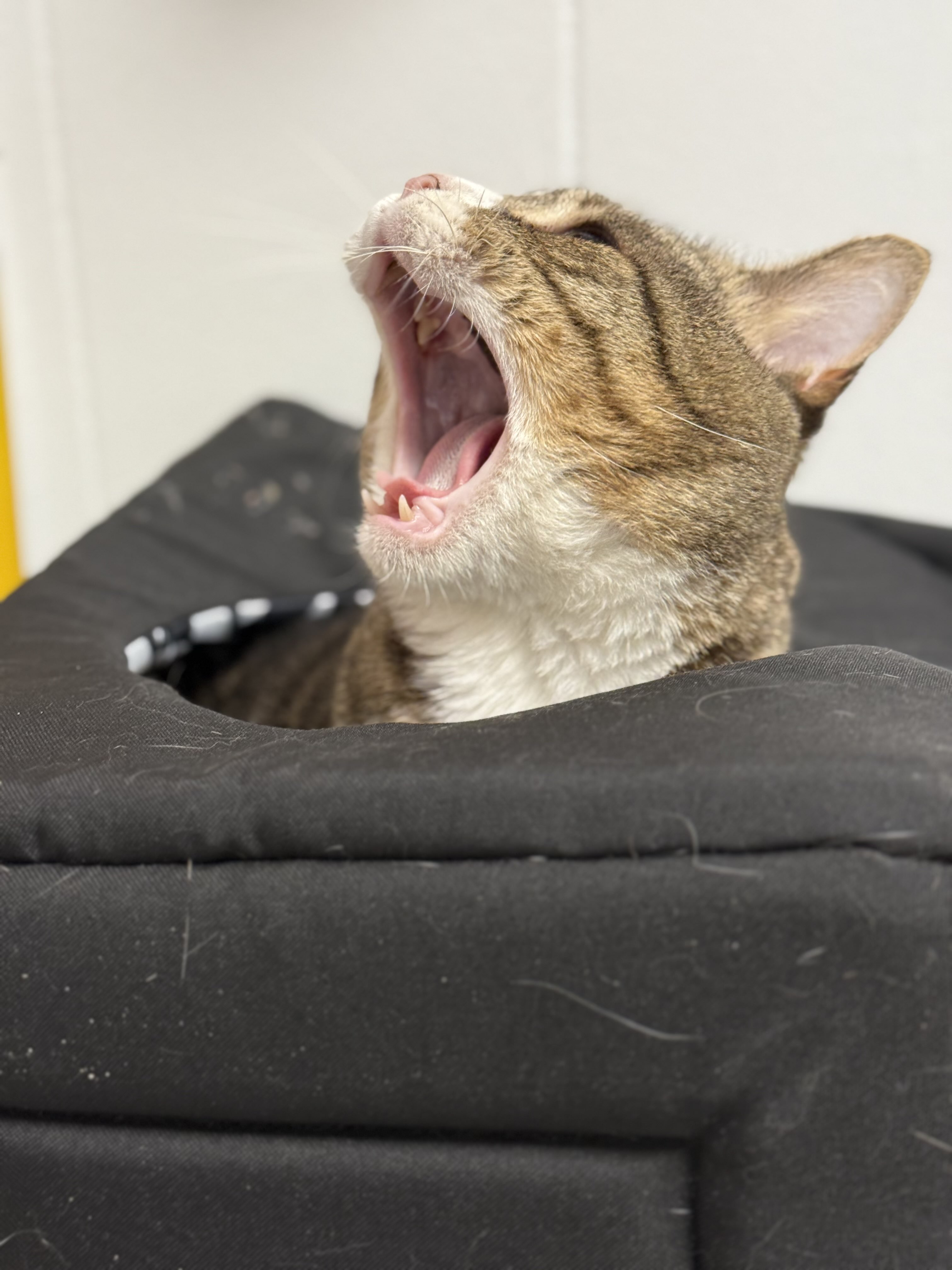 Gabriel's screaming head peeking out from inside a cat hide.