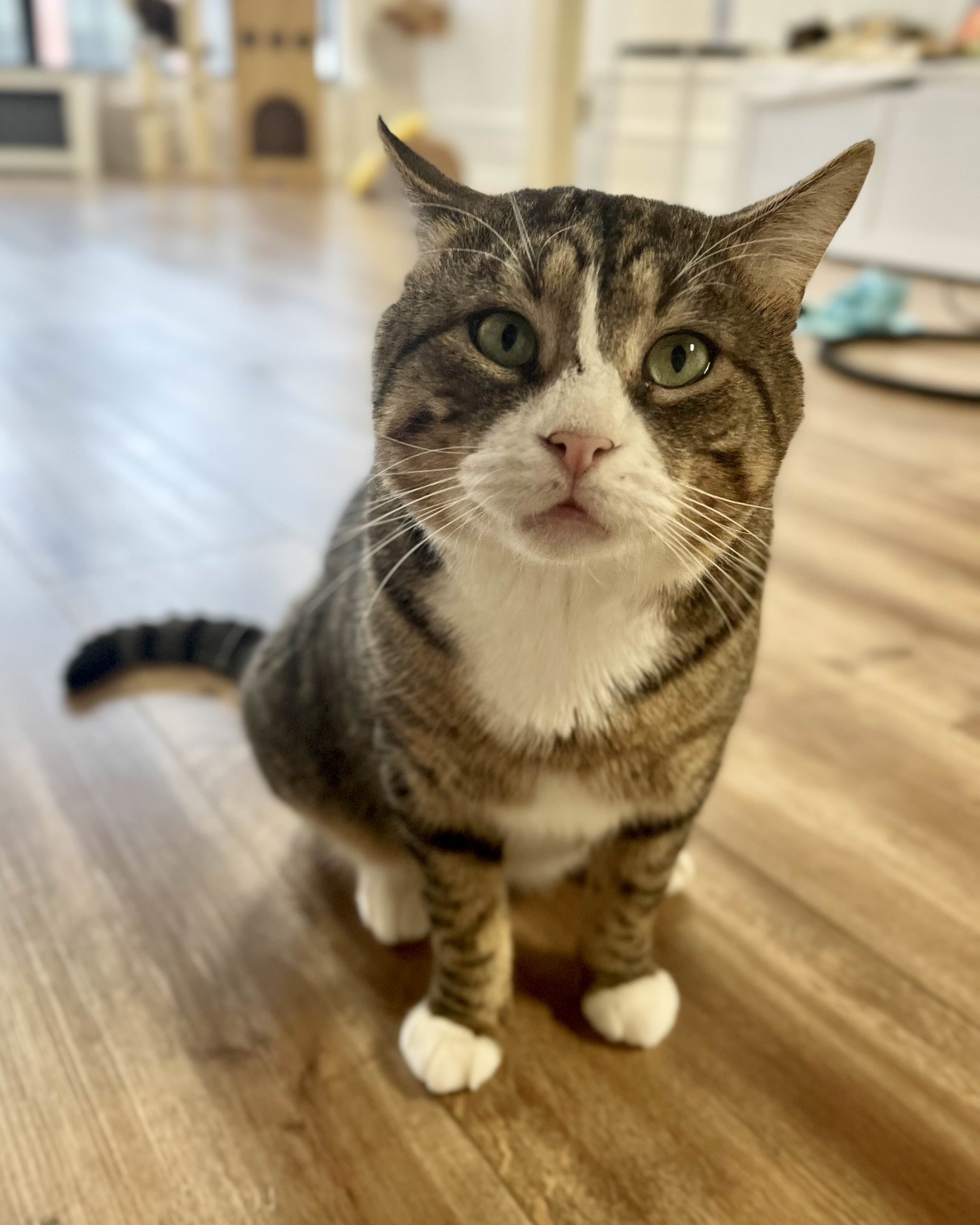 Gabriel looking up at you while sitting on a hardwood floor.