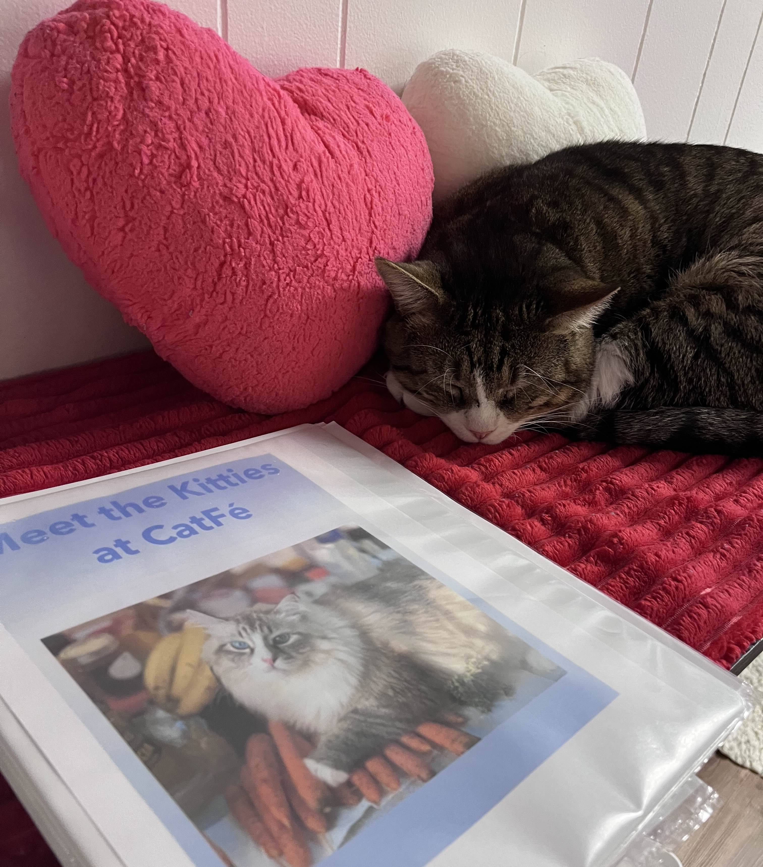 Gabriel sleeping next to heart pillows and a binder that says 'Meet the Kitties at the Catfe'.
