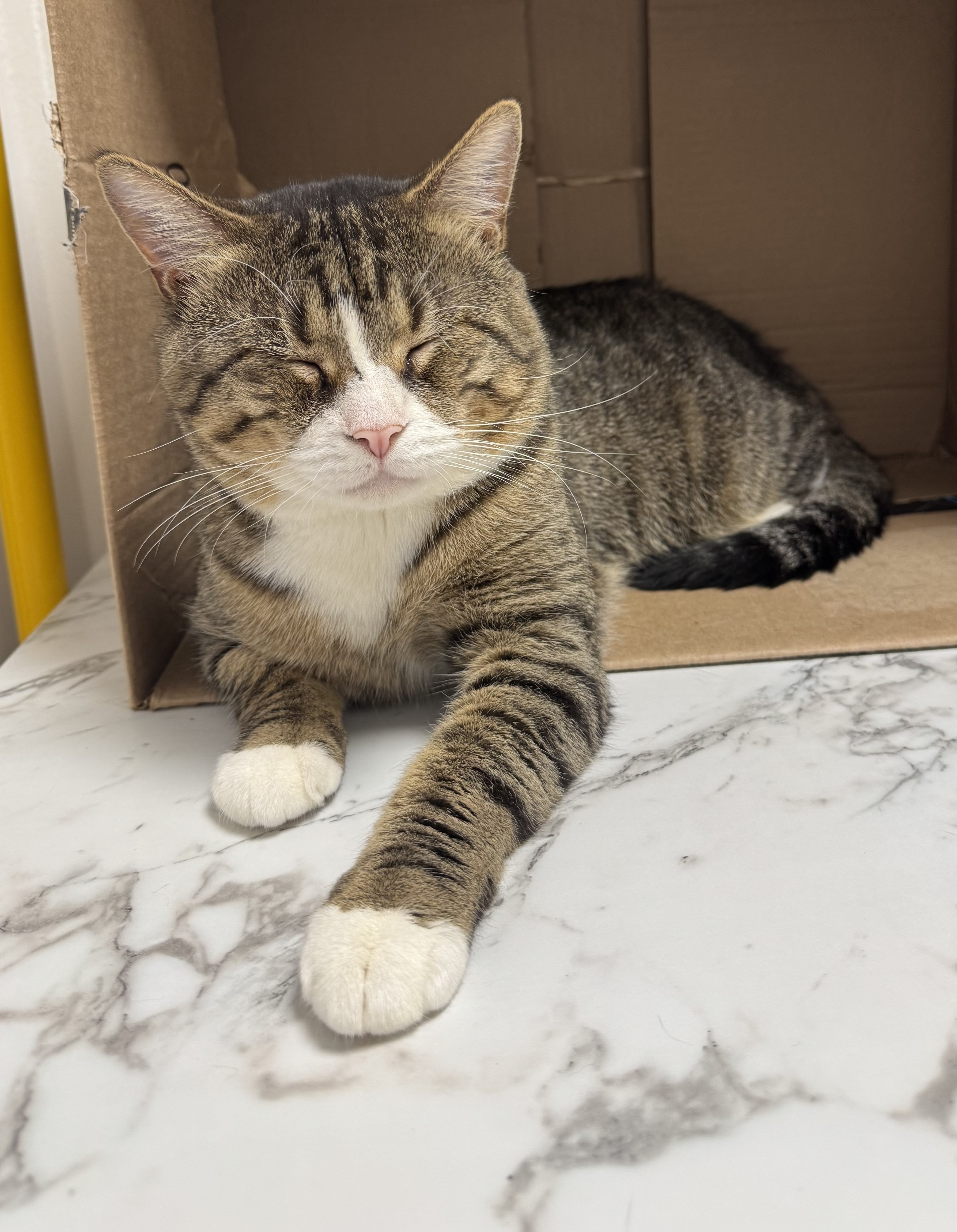 Gabriel sitting up with his eyes closed from inside a cardboard box.