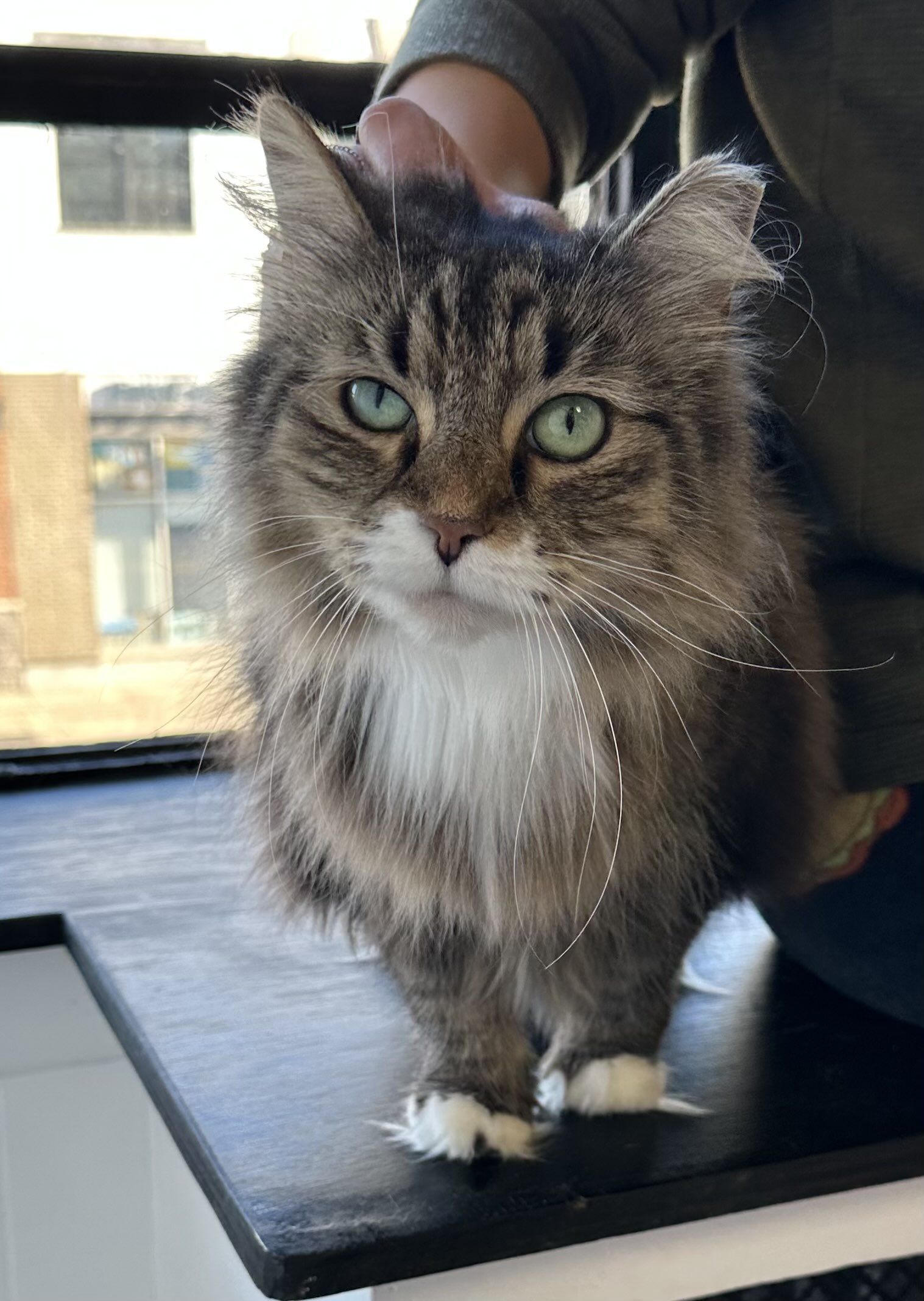 Gracie looking at you lovingly with bright green eyes.