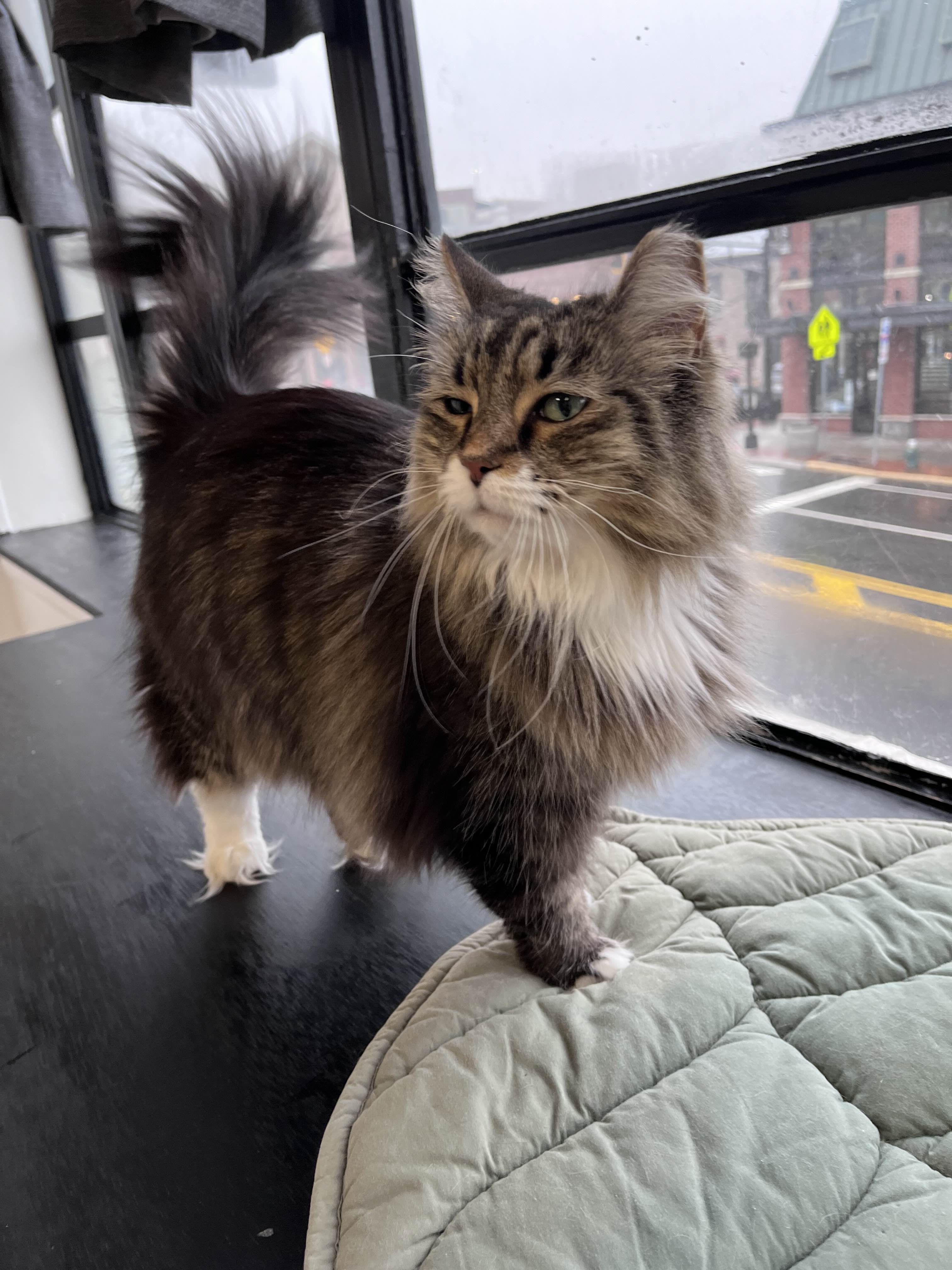 Gracie showing off her long fur all over her body and tail.