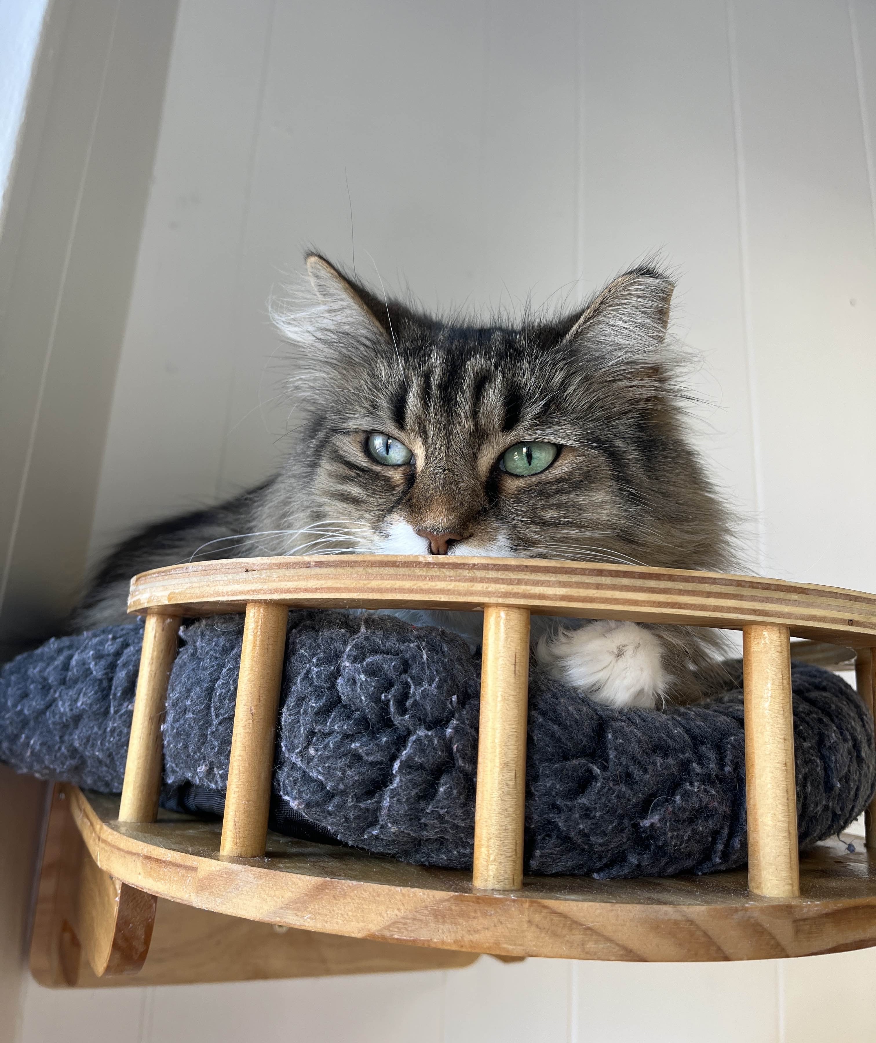 Gracie's head peeking out while laying on a shelf.