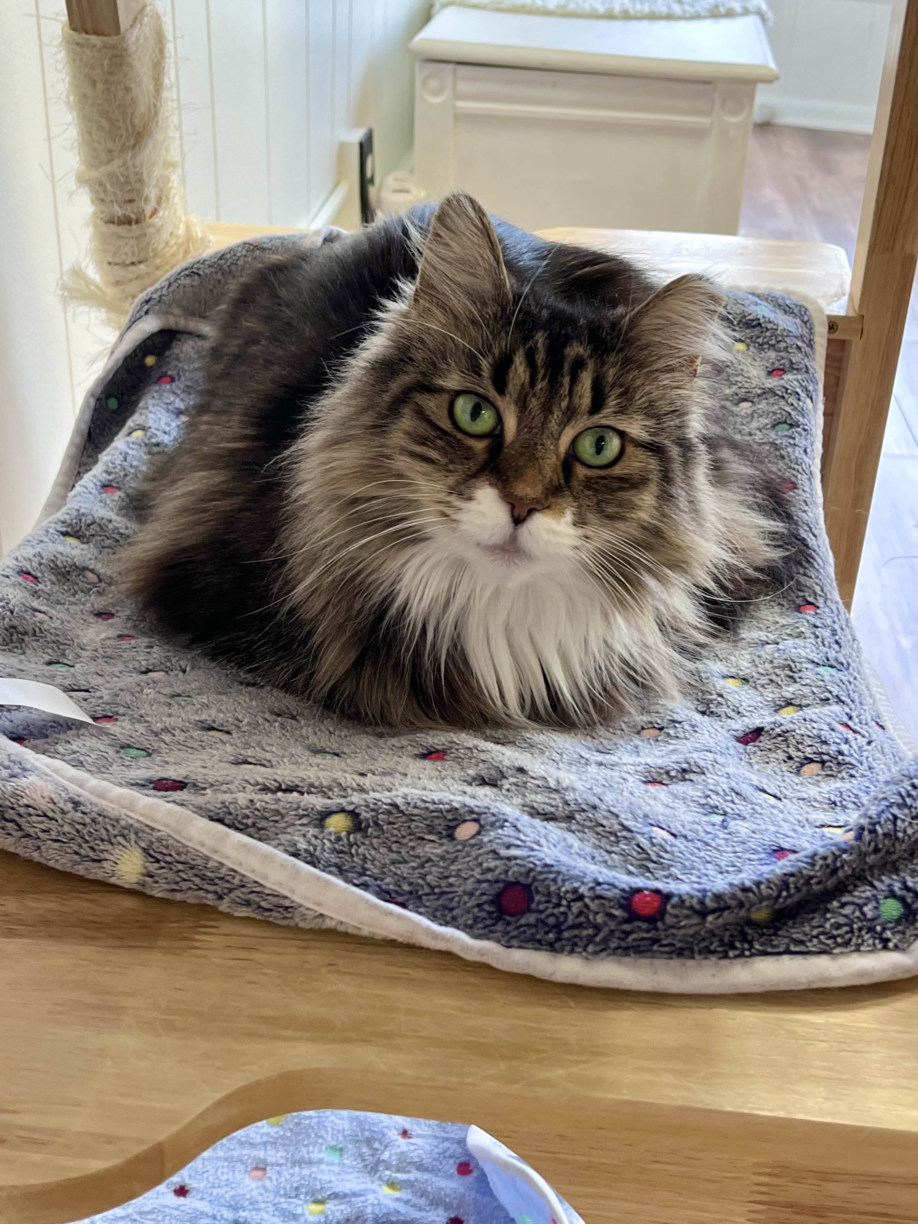 Gracie looking at you while laying on a fluffy purple blanket.