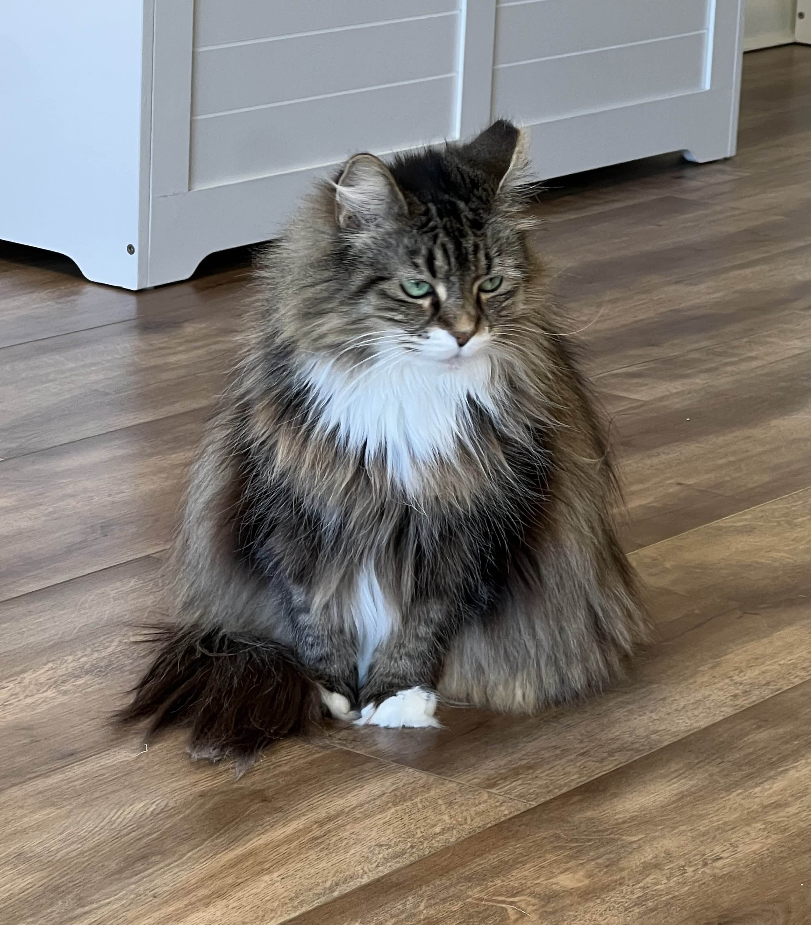 Gracie sitting on the floor with full floof on display.