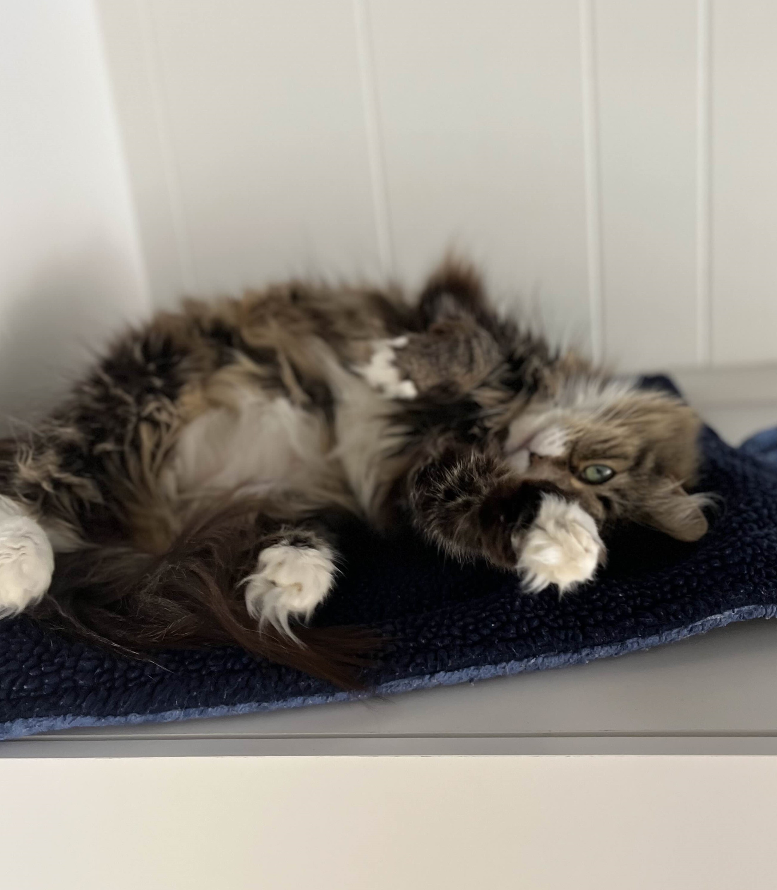Gracie upside down on a fluffy blue mat.