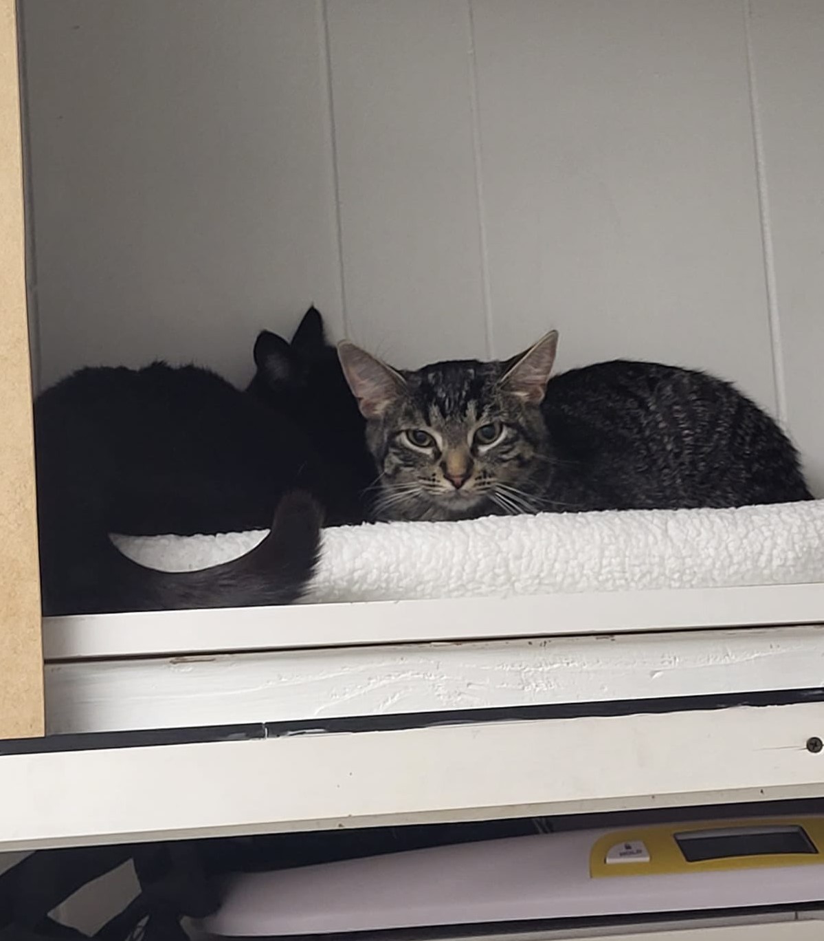Hawk snuggling with a black cat up on a shelf.