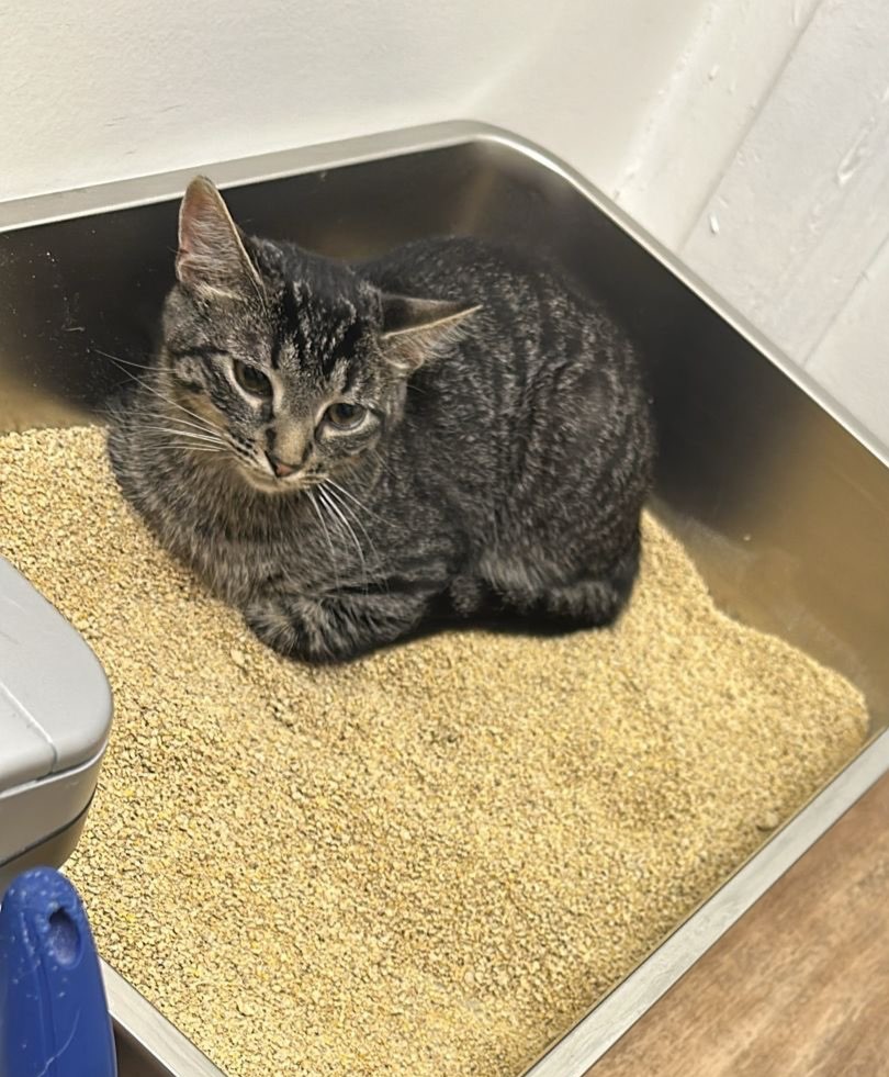Hawk laying in a litterbox sheepishly.