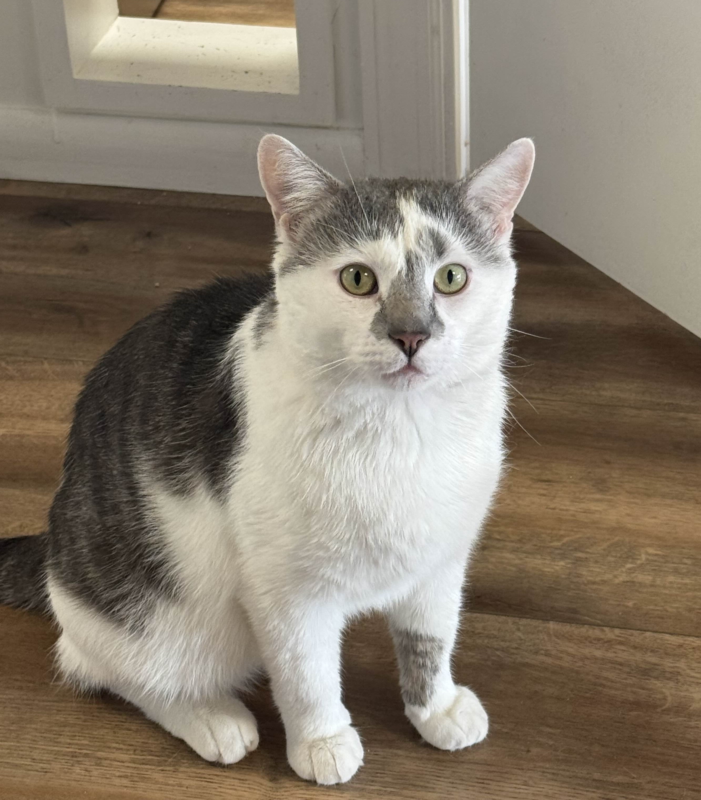 Marble sitting and looking up at you.