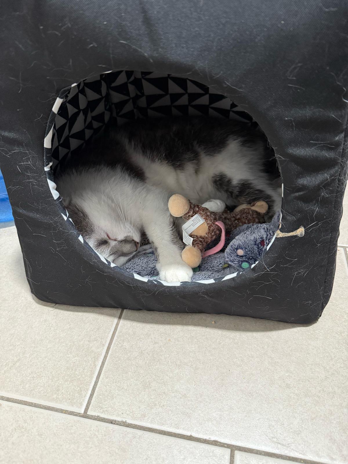 Marble curled up asleep in a cat hide on a blanket with a toy.
