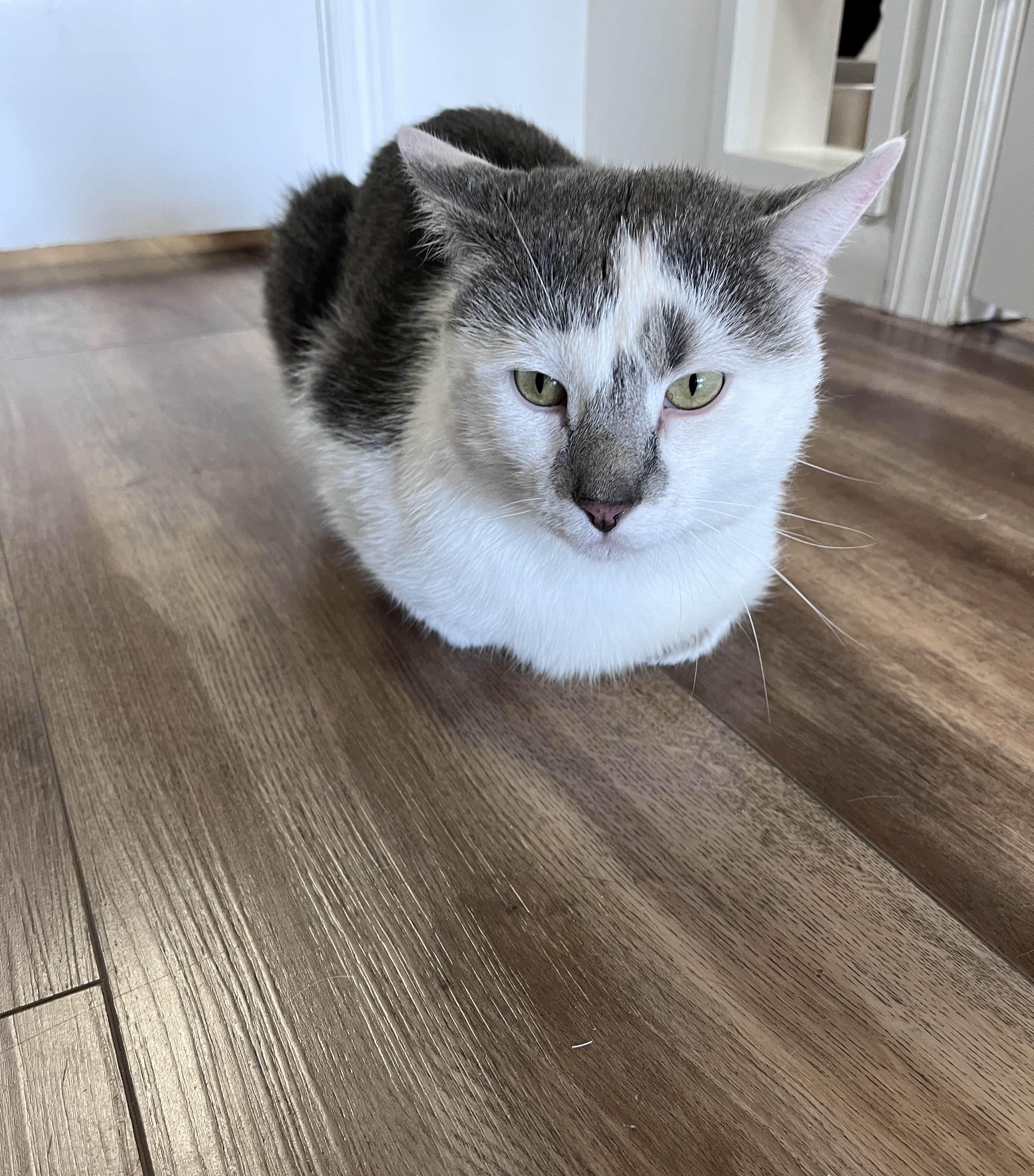 Marble in a front-facing loaf looking at you.