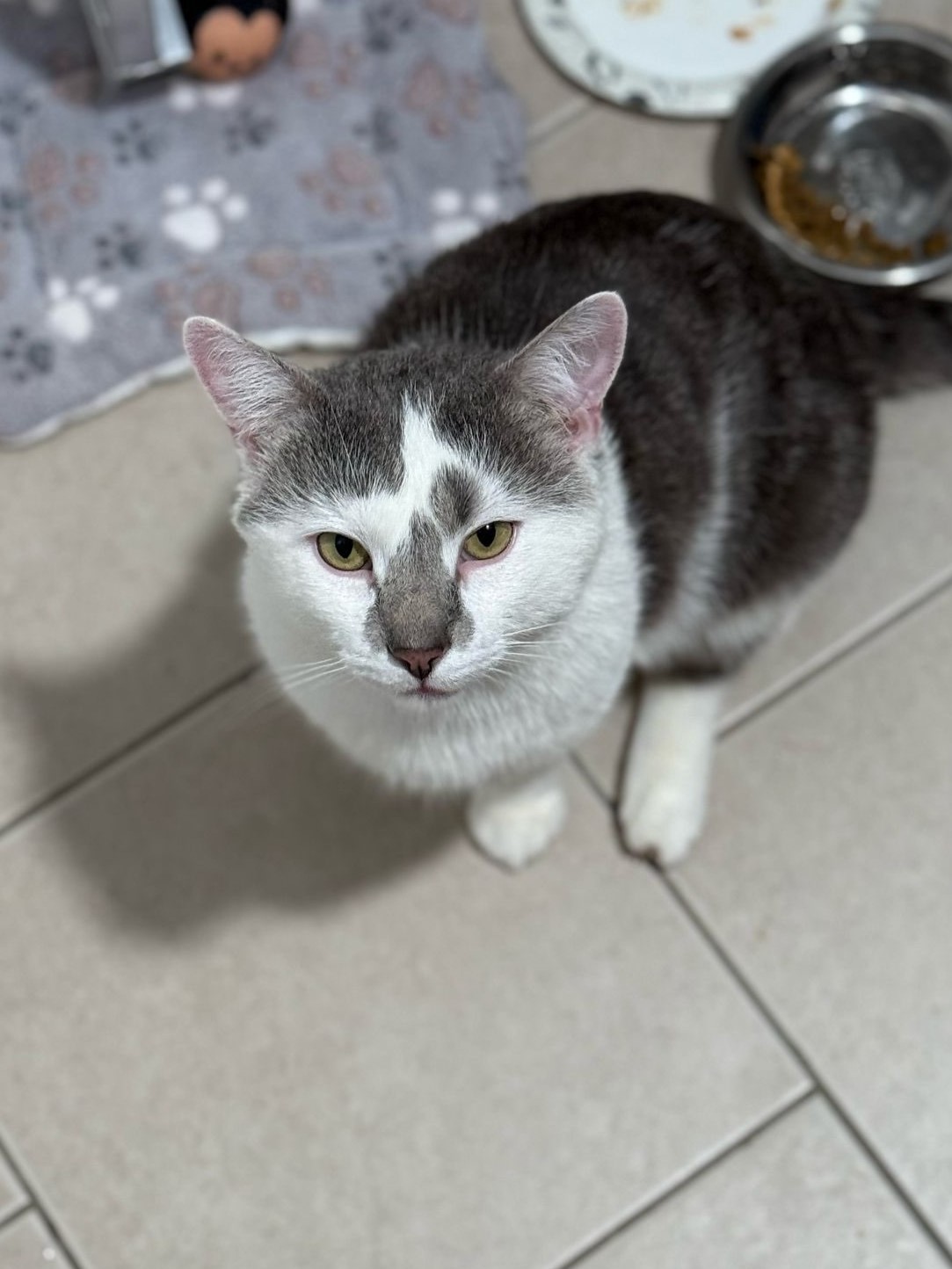 Marble sitting sejant and looking up at you from a tile floor.