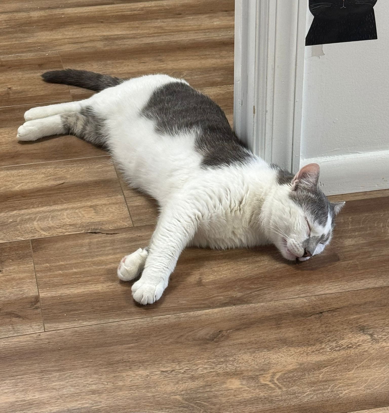 Marble sleeping soundly on a hardwood floor.