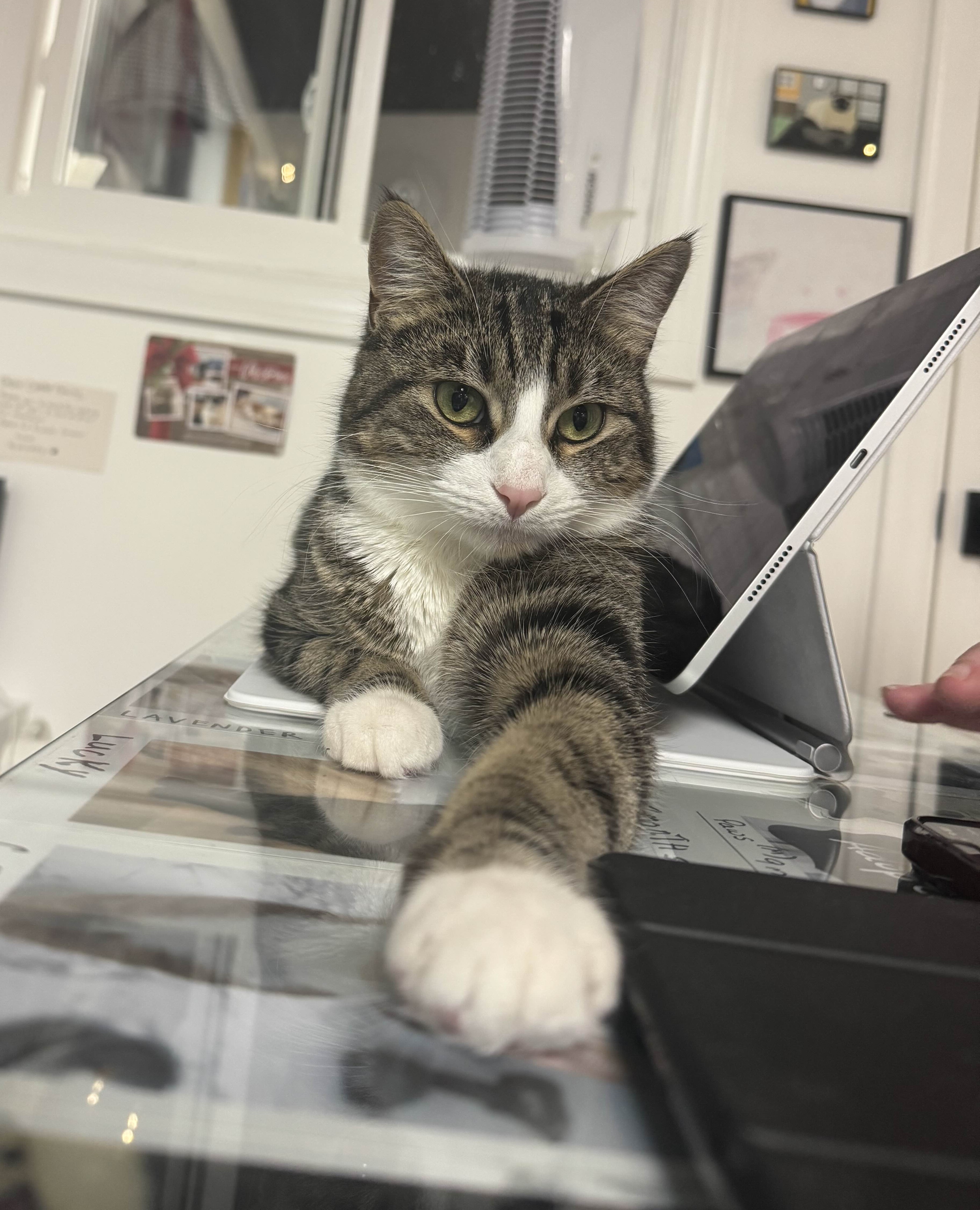 Rose laying on a laptop outstretching her paw towards you.