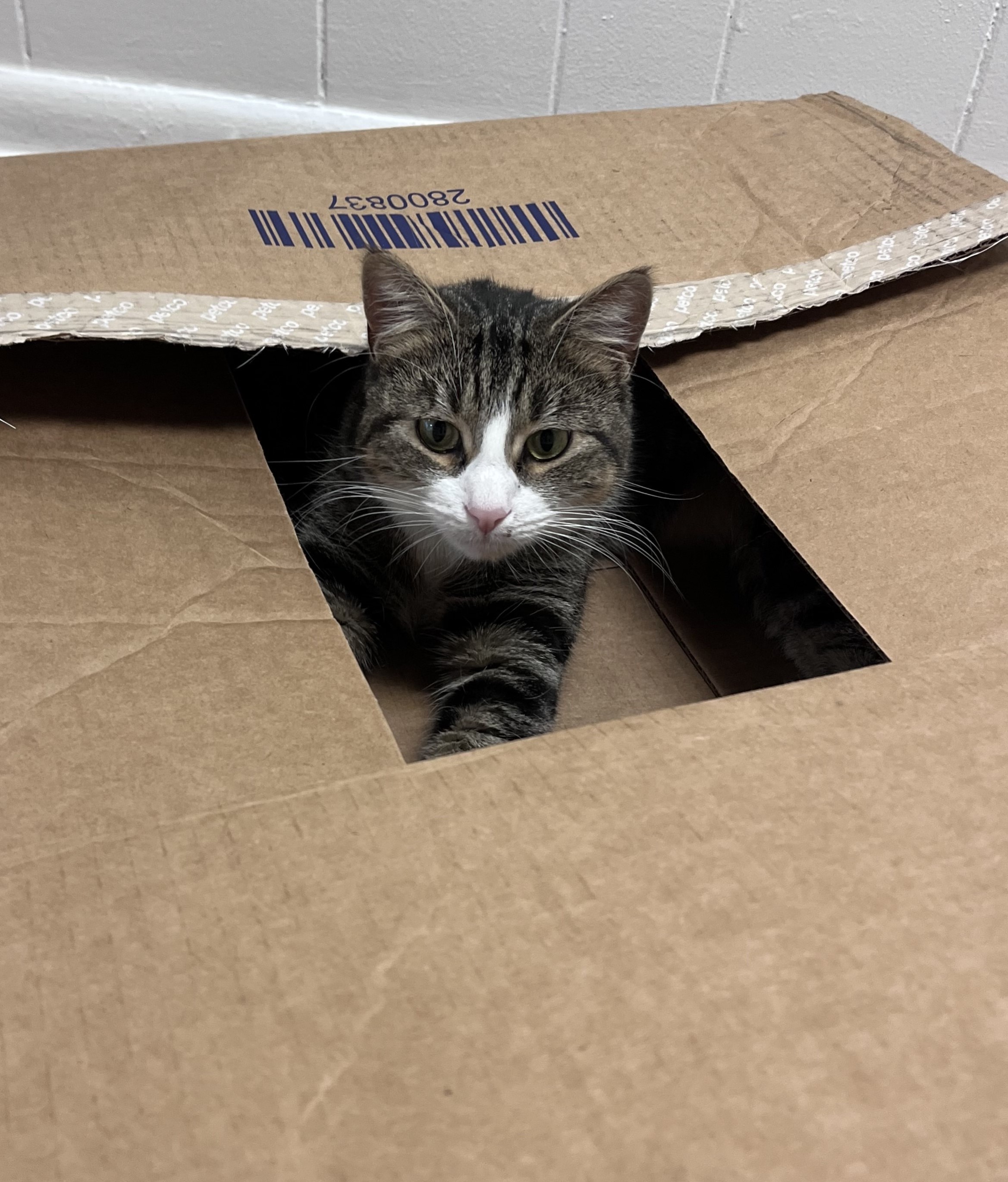 Rose peeking her head out of a large cardboard box that fills most of the frame.