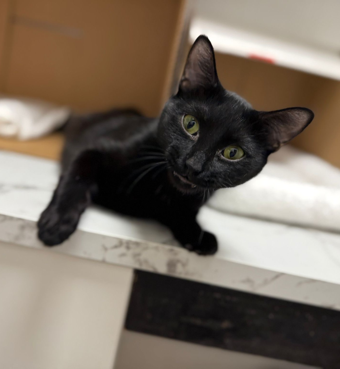 Sheena looking at you curiously while laying on a marble countertop.