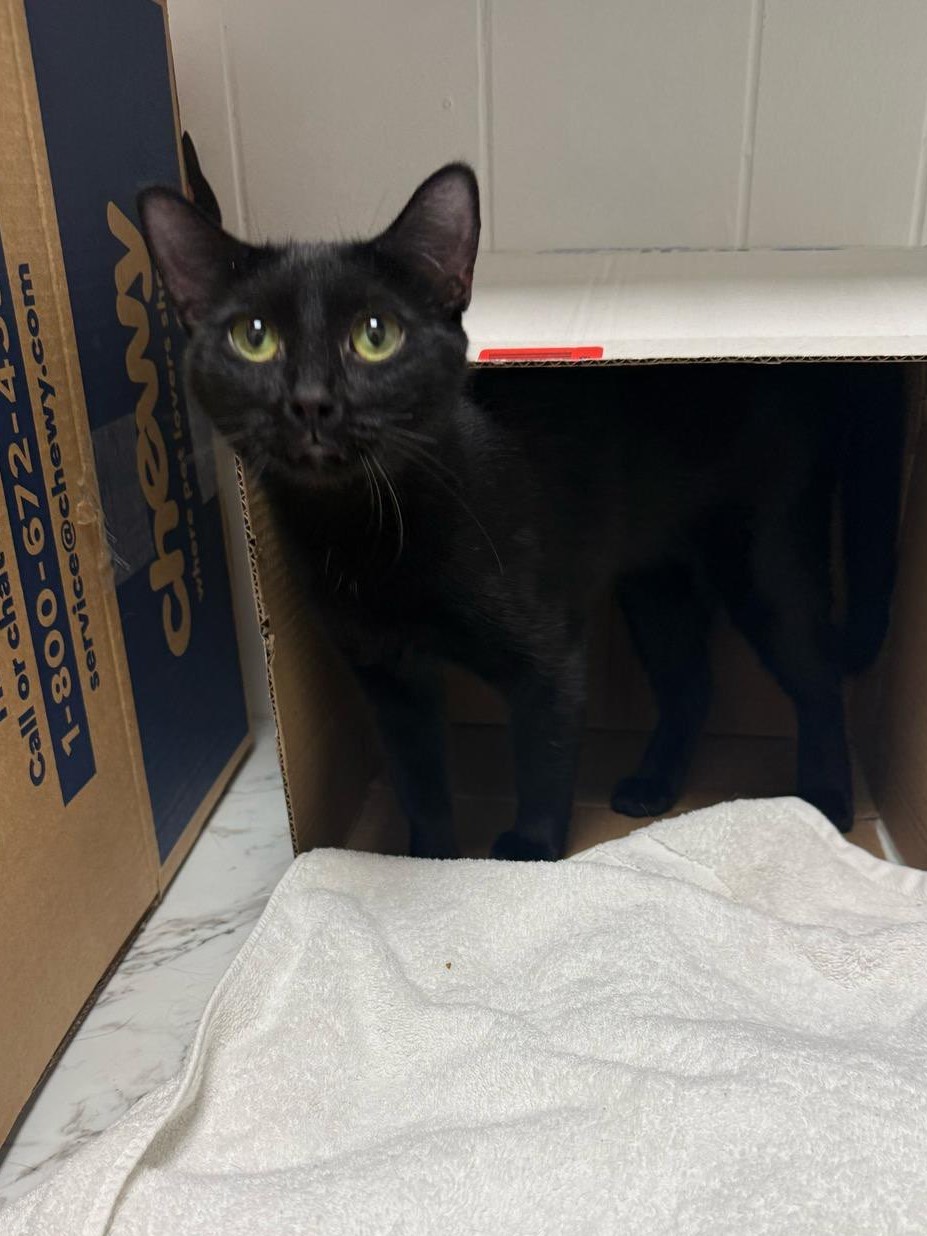 Sheena peeking out from a box curiously.
