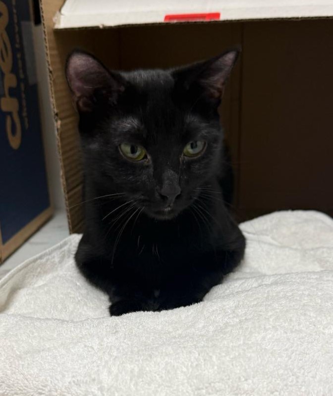 Sheena looking off to the side elegantly while laying halfway in a cardboard box.