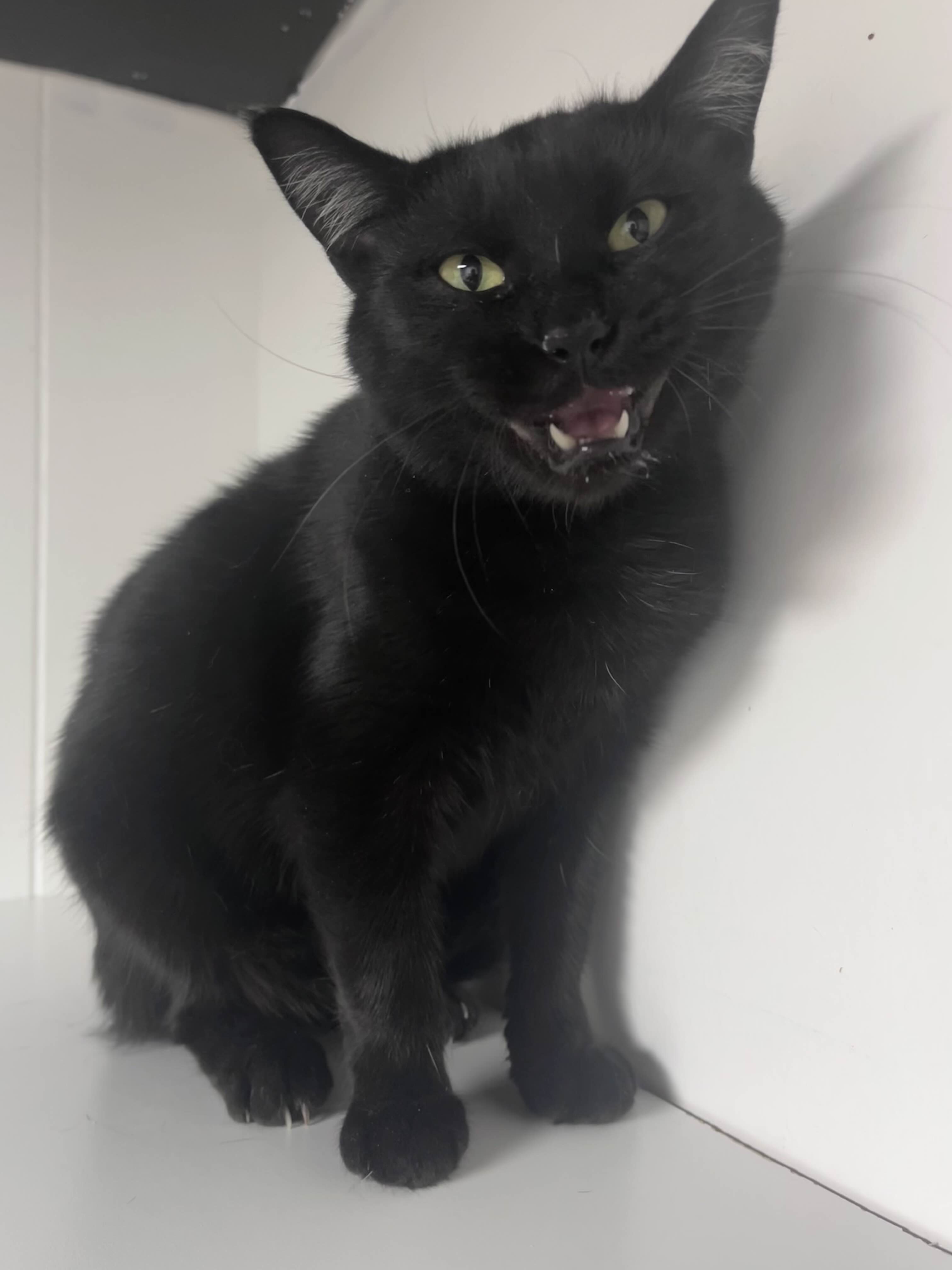 Stella meowing at you while seated.
