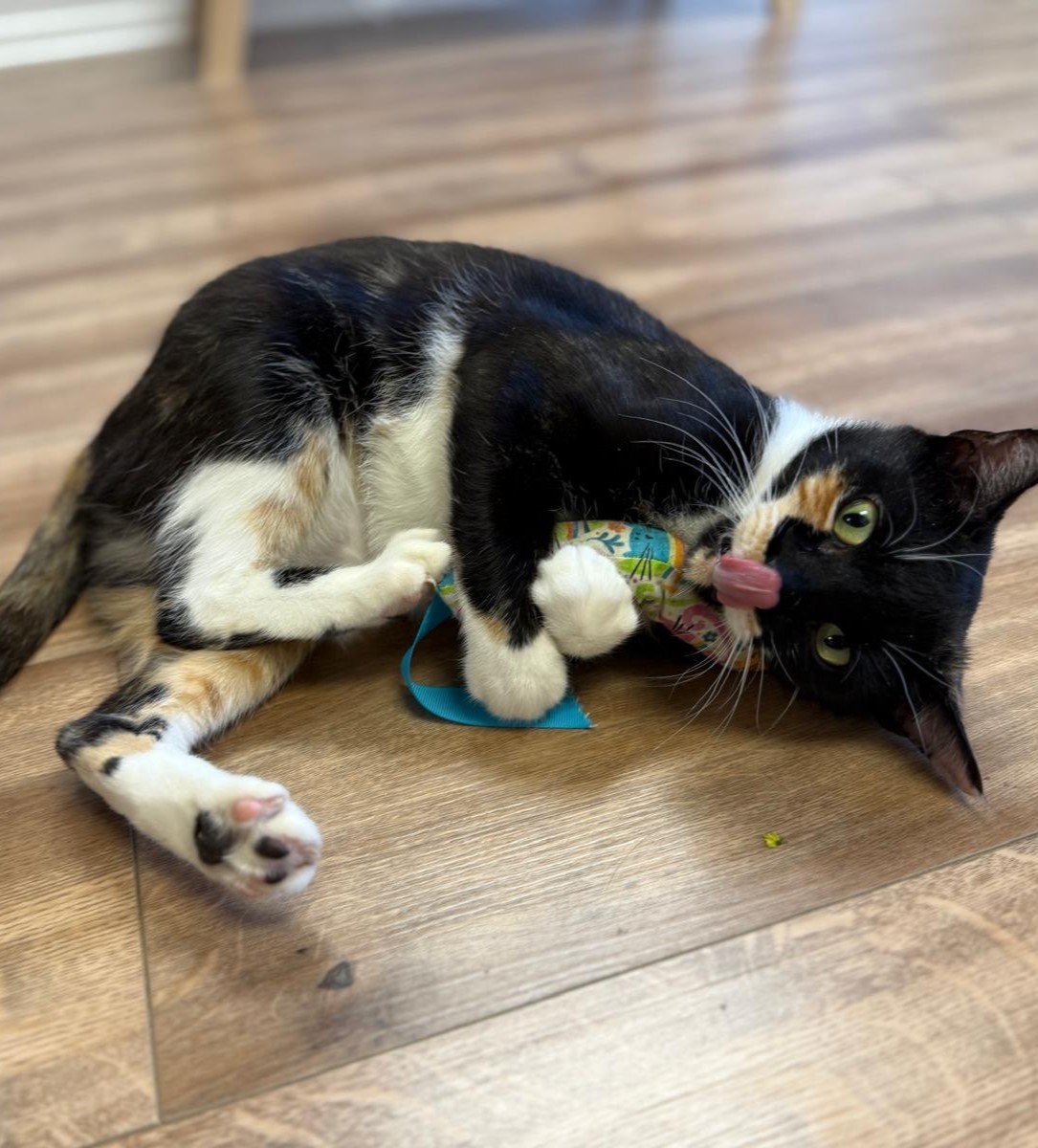 Talullah kicking a toy with her tongue out.