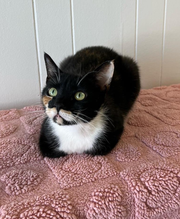 Talullah sitting in a loaf looking above you.