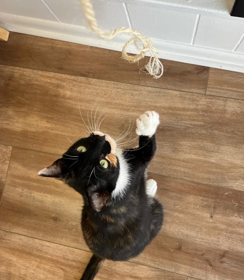 Looking down at Talullah playing with a string.