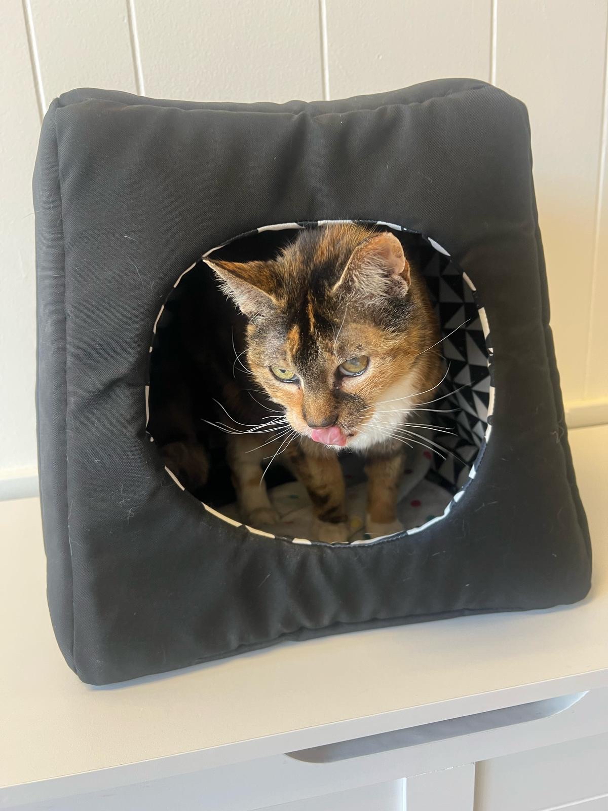 Zoe's head seen through a circular hole in a cat tower.